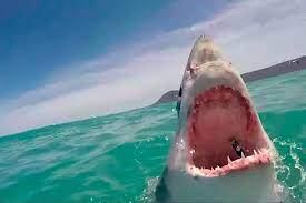 El tiburón blanco (carcharodon carcharias) es el pez depredador de mayor tamaño que existe actualmente, siendo capaz de cazar grandes mamíferos marinos que lo superan en peso. El Impactante Momento En Que Un Gran Tiburon Blanco Salta Y Muestra Los Dientes La Nacion