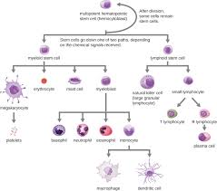 cellular defenses microbiology