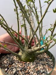 Image result for Adenia spinosa