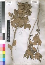 Image result for Scolopia mundii