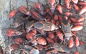 Can i do it myself? Boxelder Bugs Perimeter Insect Control Spring Touch Lawn Pest Control