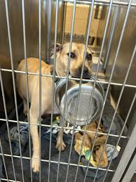 Longest resident dog at Babylon Animal Shelter needs a new home