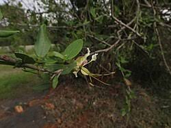 Image result for Cadaba