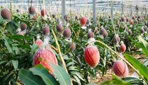 Miyazaki is the king of mangoes, world wide! Mango Miyazaki Local Products And Trade Promotion Center