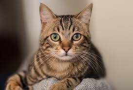 ‪14 Cat Myths and the Truth All Cat Owners Need to Know‬‏