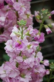 Pin On Wholesale Flowers