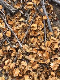 Image result for Meiostemon tetrandrus