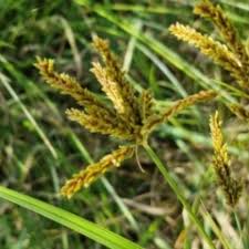 Image result for Cyperus exaltatus