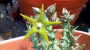 Image result for Orbea dummeri
