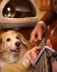 16 1k Likes 219 Comments Acoustictrench Acoustictrench On Instagram Animal Crossing Music On The Guitar In 2020 Animal Crossing Music Animal Crossing Animals