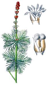 Image result for Haloragaceae