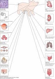To Xenotransplant Or Not To Xenotransplant Pigs Baboons Or Frogs
