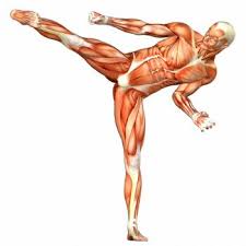 Skeletal muscles move the external parts of the body and the limbs. Introduction To Physiology History Biological Systems And Branches