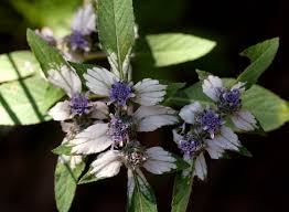 Image result for Haumaniastrum