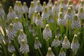 Cel mai usor este sa le egalezi tulpinile. Cum Se Ingrijesc Zambilele Motate Muscari