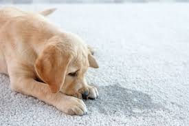 Was ist die goldene hausnummer? Welpen Schnell Stubenrein Bekommen Herz Fuer Tiere De