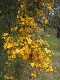 Image result for Scoparia