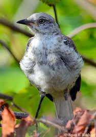 Maybe you would like to learn more about one of these? Appearance Northern Mockingbird Mimus Polyglottos Birds Of The World