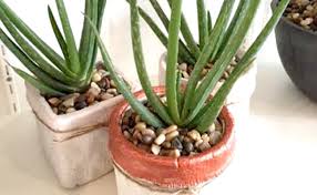 Cold, flu and respiratory infections: 10 Best Stress Relieving Plants For Home And Office
