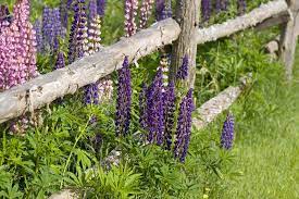 Lupinen reichern den boden mit stickstoff an, was in der landwirtschaft zur gründüngung lupiñén — país españa comunidad autónoma … wikipedia español. Lupinen Die Robusten Alleskonner Willkommen In Franks Kleinem Garten