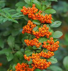 Noted For Its Winter Hardiness Pyracantha Angustifolia Yukon Belle Narrowleaf Firethorn Is A Compact Thorny Ever Shrubs Fragrant Garden Evergreen Shrubs