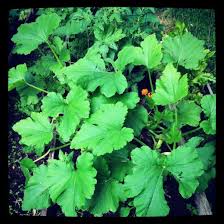 Vegetable Garden Companion Plants Guide Dengarden