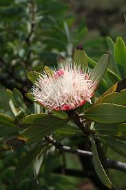 Image result for Protea rupestris