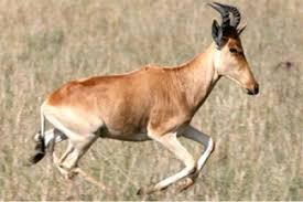 Top 10 Animals That Recently Went Extinct Extinct And Endangered Animals Extinct Animals Endangered Animals