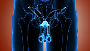 Medical poster male reproductive organ stock illustrations. Testicles Facts Function Diseases Live Science