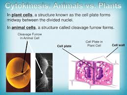It occurs concurrently with two types of nuclear division called mitosis and meiosis, which occur in animal cells. Cell Division Ppt Download