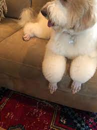 Our dog has a foot fetish. A Well Groomed Dog Or My Mom Got Her Dog S Feet Shaved So That They Wouldn T Get As Dirty When She Went Outside Atbge