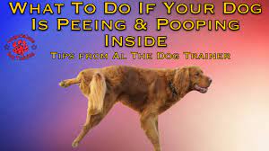 Although the dog is a year old, treat her like she is a puppy. What To Do If Your Dog Is Peeing Pooping Inside Tips From Al The Dog Trainer Youtube