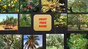All posts by new users require mod approval in order to weed out spammers. Fruit Tree Name For Kids Trees Name Youtube