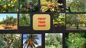 When i was young, i dreamed of having a large yard so i could plant all kinds of fruit trees. Fruit Tree Name For Kids Trees Name Youtube