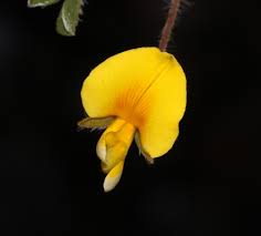 Image result for Lotononis laxa