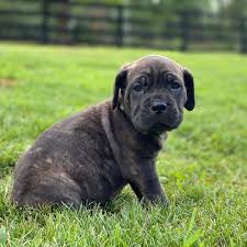 Visit us now to find your dog. Cane Corso Puppies For Sale Craigslist Pa Cane Corso Lovers Facebook
