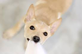 Growling, grabbing clothes, and biting legs. Aggressive Biting Puppy Lovetoknow