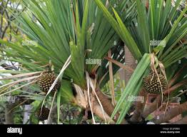 Image result for Pandanus utilis