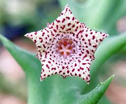 Image result for Orbea carnosa