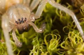 Image result for yellow sac spider bite skin