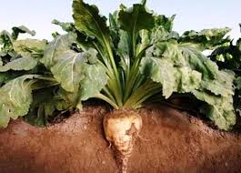 Image result for sugar beet