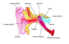 Remedes Naturels Contre Les Douleurs A L Oreille