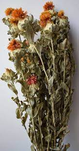 Safflower Carthamus Orange Dried Flowers Bunch Bunch Of Flowers Dried Flowers Safflower