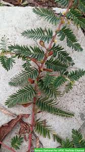 Image result for Chamaecrista mimosoides