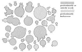 Image result for Sericanthe leonardii