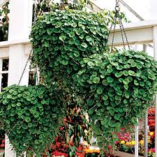 Image result for Dichondra