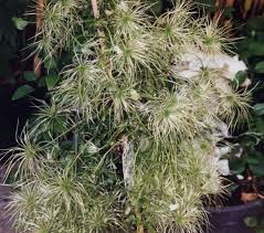 Maybe you would like to learn more about one of these? Clematis Early Sensation Taylors Clematis