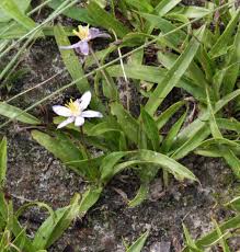 Image result for Xerophyta scabrida