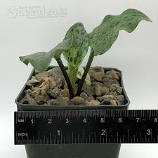 Image result for Drimiopsis