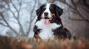 Large does are well suited to suburban or country living because that means more space for them to sprawl. Fluffy Dog Breeds 34 Small Large And Giant Pups With Long Hair